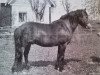 Deckhengst Dollman RR 20 (Gotland-Pony, 1935, von Dolle RR 78)