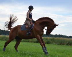 dressage horse Dominguez (Hanoverian, 2008, from Don Frederico)