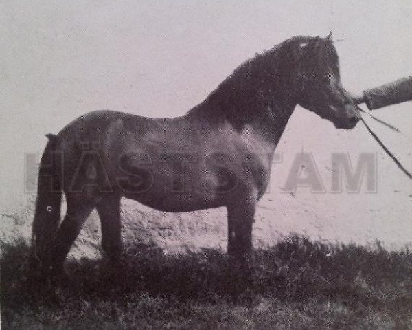 stallion Raketen RR 102 (Gotland Pony, 1946, from Dollman RR 20)