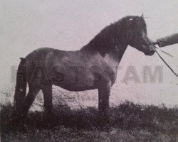 Deckhengst Raketen RR 102 (Gotland-Pony, 1946, von Dollman RR 20)