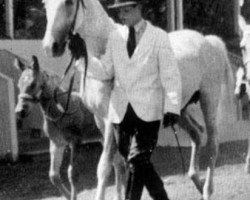 broodmare Judit ShA (Shagya Arabian, 1931, from Mersuch I 1904 ox)