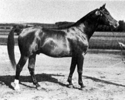 Deckhengst Eros (Schwedisches Warmblut, 1926, von Attino)