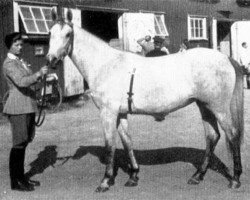 broodmare Eroica (Swedish Warmblood, 1944, from Eros)