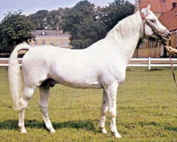 stallion Immer (Swedish Warmblood, 1951, from Immer Voran)