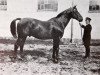 stallion Schwabliso (Hanoverian, 1914, from Schwabenblock)