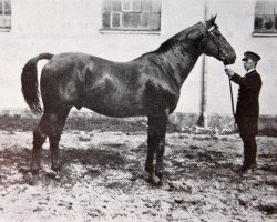 stallion Schwabliso (Hanoverian, 1914, from Schwabenblock)