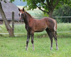 horse Schaitan (Arabian thoroughbred, 2014, from SC Kascaro)