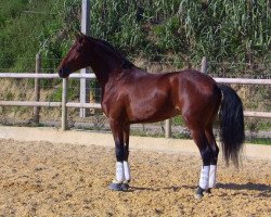 Pferd Faquir (Lusitano, 2011)