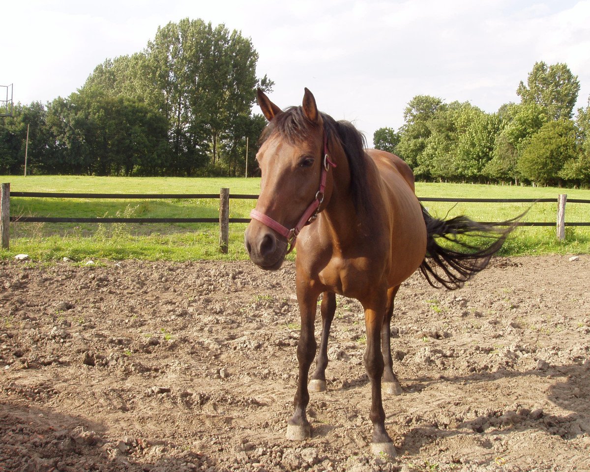 Zuchtstute Carnanda (Holsteiner, 2000, von Carnando)