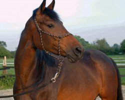 broodmare Caprice (Westphalian, 2004, from Helenenhof's Carabas)