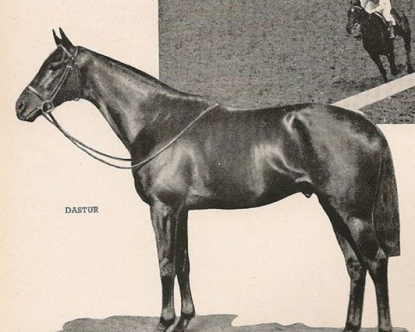 stallion Dastur xx (Thoroughbred, 1929, from Solario xx)