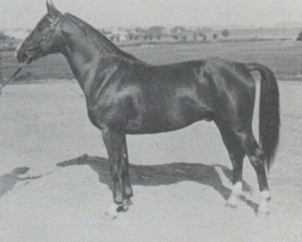 stallion Manco (Swedish Warmblood, 1934, from Humanist)