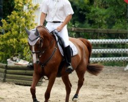 horse Trixi (KWPN (Royal Dutch Sporthorse),  , from Epilot)