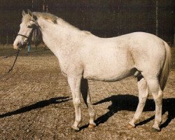 stallion Gimmic (Swedish Riding Pony, 1970, from Immer)