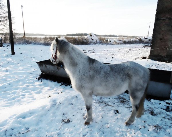 horse Silver Lady (Welsh mountain pony (SEK.A), 2005)