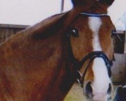 Pferd Leslie Nielsen (Hannoveraner, 2002, von Le Primeur)