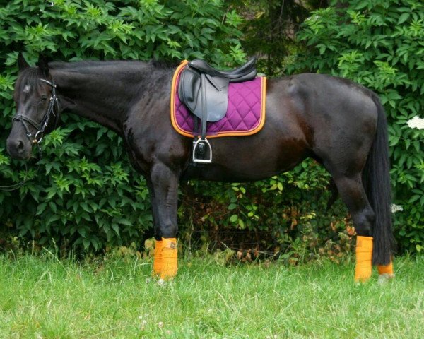 dressage horse Donna Leona 3 (Hanoverian, 2004, from Don Bosco)