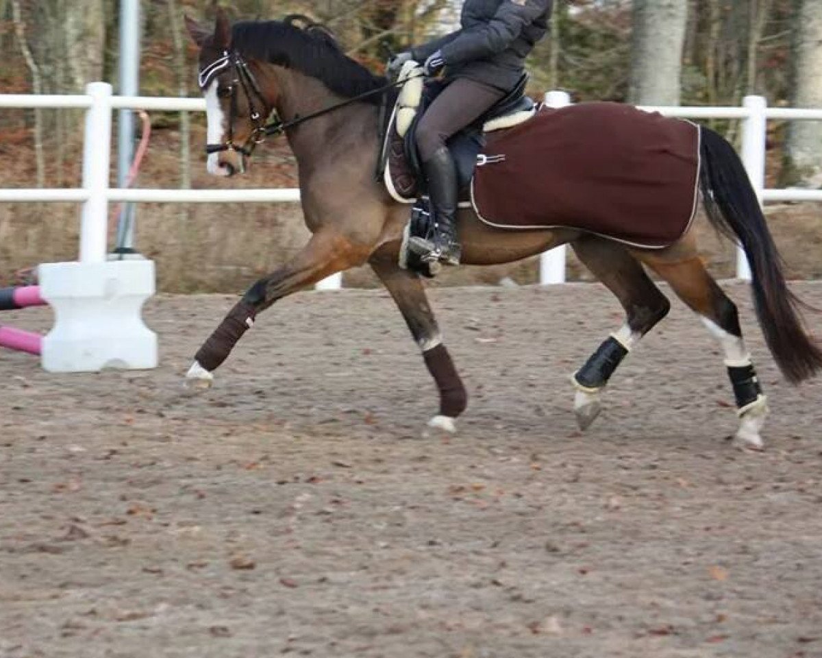 Dressurpferd Roman (Nederlands Welsh Ridepony, 2006, von Orchard Red Prince)