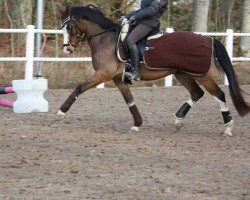 dressage horse Roman (Nederlands Welsh Ridepony, 2006, from Orchard Red Prince)