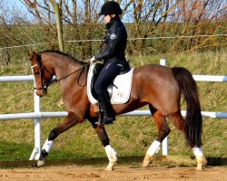 Pferd Baukje H (Nederlands Welsh Ridepony, 2005, von Woldhoeve's Silco)