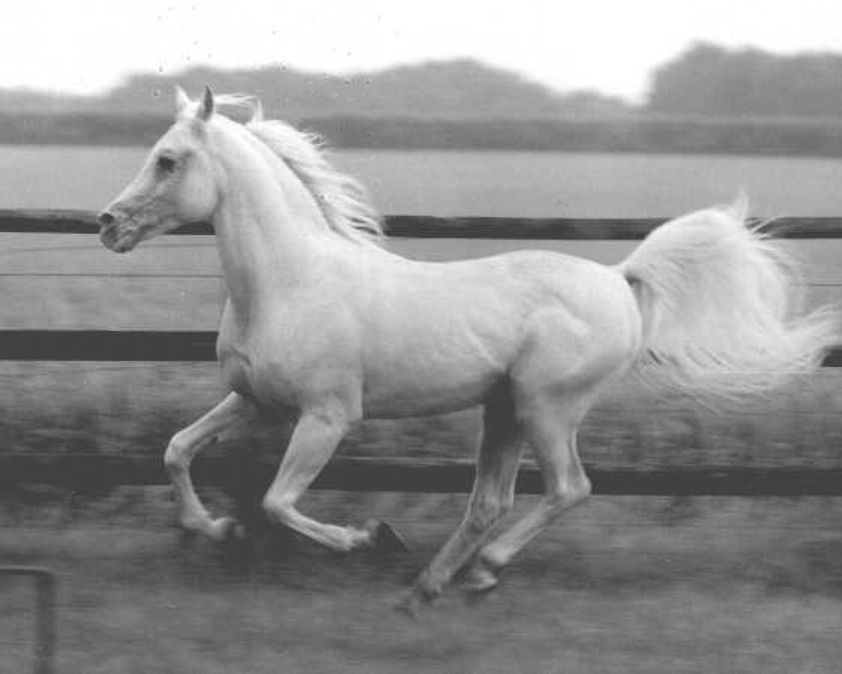 stallion Mardschan 1982 ox (Arabian purebred, 1982, from Saher 1967 ox)