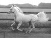 stallion Mardschan 1982 ox (Arabian thoroughbred, 1982, from Saher 1967 ox)