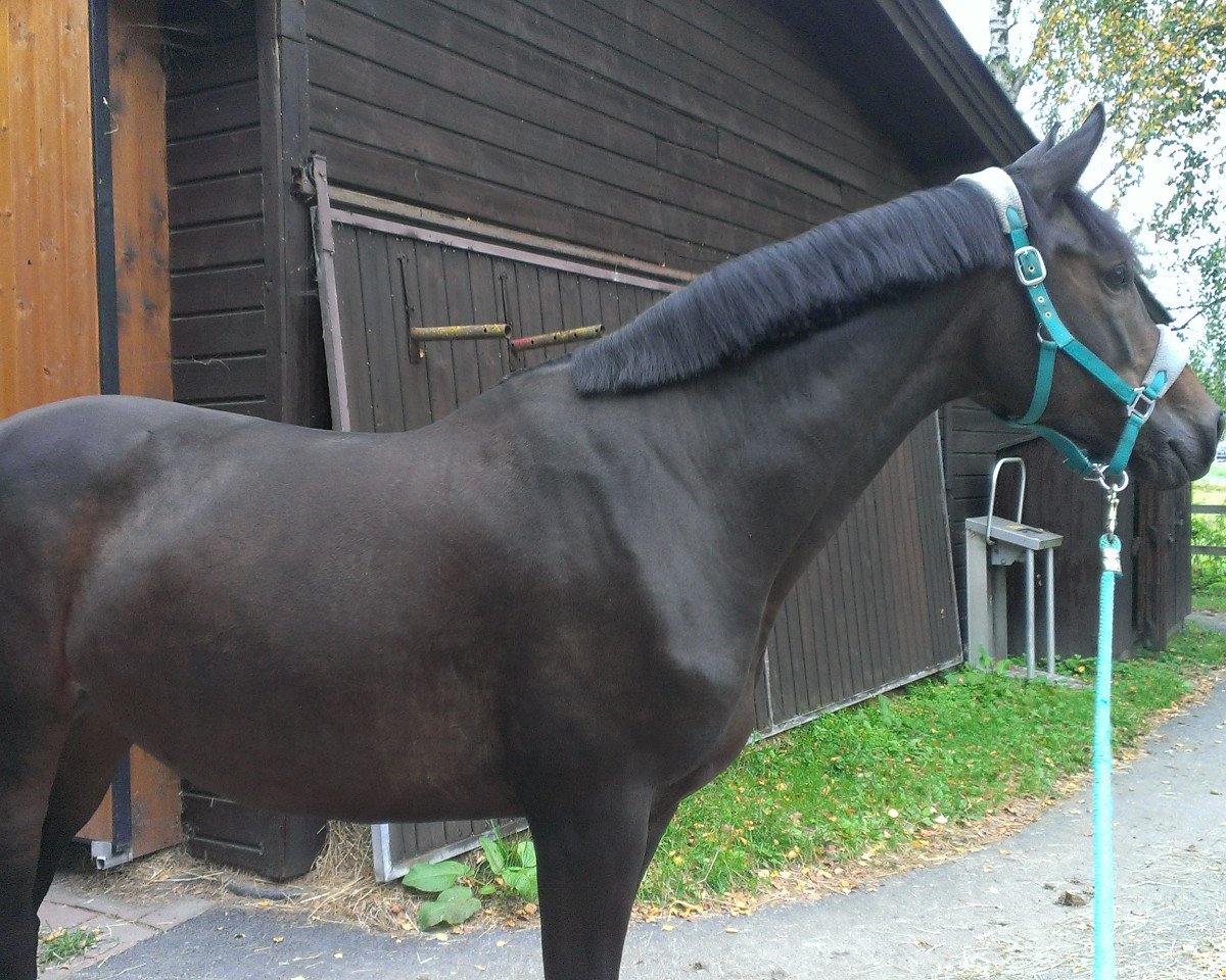 broodmare Hixty (Trakehner, 2003, from Sixtus)