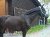 broodmare Hixty (Trakehner, 2003, from Sixtus)