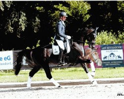 dressage horse Dantez 2 (Hanoverian, 2011, from Danccini)