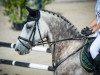 dressage horse Cassilas 2 (Holsteiner, 2007, from Cassini I)