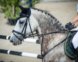 dressage horse Cassilas 2 (Holsteiner, 2007, from Cassini I)