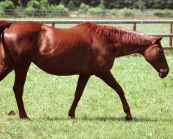 broodmare La Colorada xx (Thoroughbred, 1981, from Surumu xx)