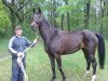 broodmare Dark Diva (Oldenburg, 2002, from Bmc Don Cardinale)