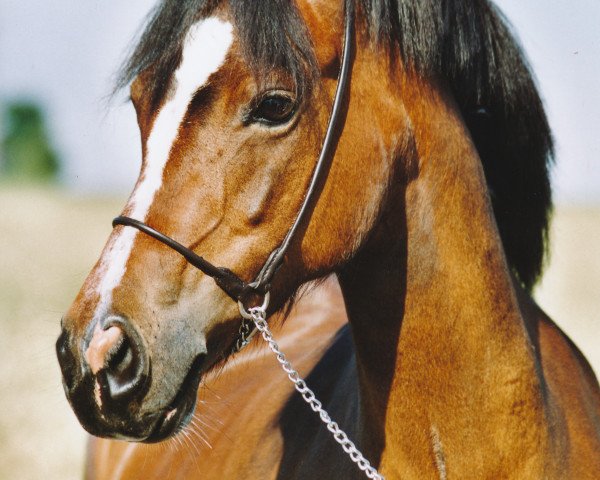 Zuchtstute Royal Speedy (Welsh Mountain Pony (Sek.A), 1995, von Boreas Winston)