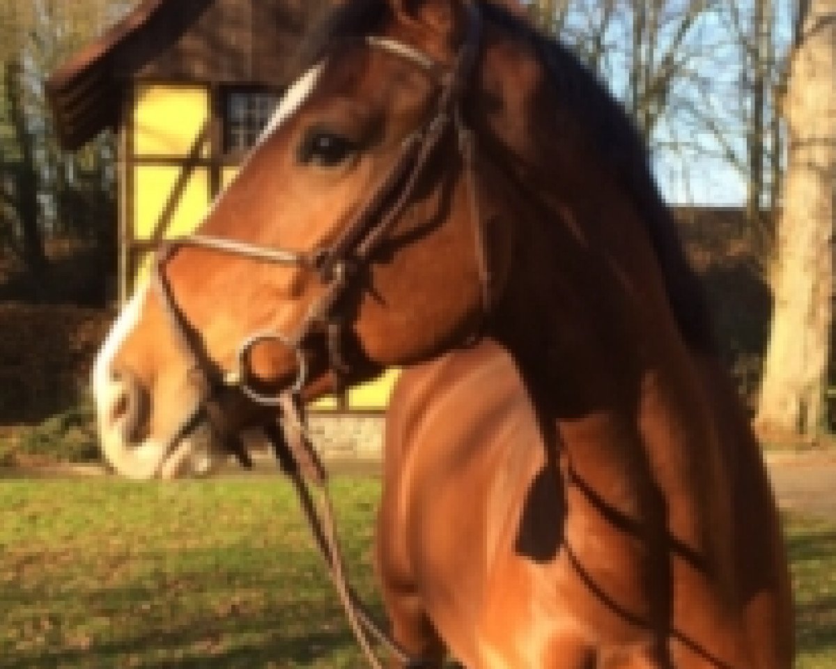 Springpferd Caldero VA (Holsteiner, 2009, von Casall Ask)