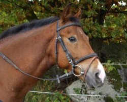 horse Lopik's Felix (New Forest Pony, 2001, from Sulaatik's Fireball)