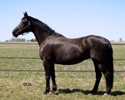 broodmare Odine (Oldenburg, 1995, from Rohdiamant)