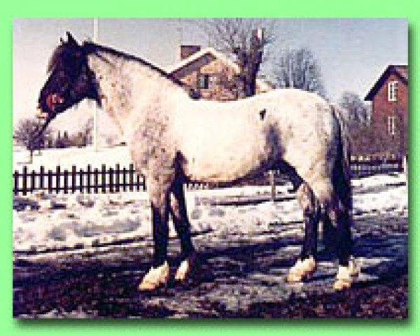 Deckhengst Horshaga Egil (Welsh Pony (Sek.B), 1963, von Coed Coch Barwn)