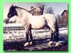 stallion Horshaga Egil (Welsh-Pony (Section B), 1963, from Coed Coch Barwn)