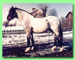 stallion Horshaga Egil (Welsh-Pony (Section B), 1963, from Coed Coch Barwn)