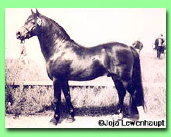 Deckhengst Roman Fidel (Welsh Pony (Sek.B), 1969, von Revel Tobias)