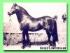 stallion Roman Fidel (Welsh-Pony (Section B), 1969, from Revel Tobias)
