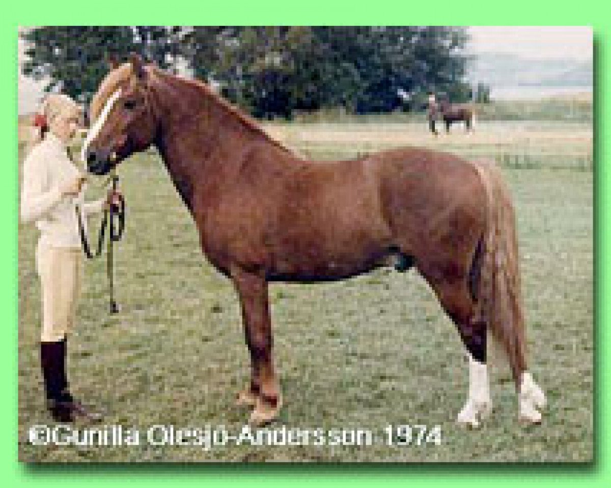 stallion Ekelunds Anjo (Welsh-Pony (Section B), 1970, from Cawdor Hywel)