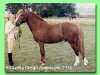 stallion Ekelunds Anjo (Welsh-Pony (Section B), 1970, from Cawdor Hywel)