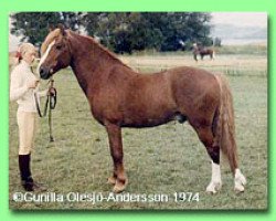 stallion Ekelunds Anjo (Welsh-Pony (Section B), 1970, from Cawdor Hywel)