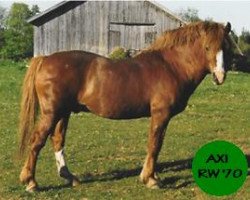 Deckhengst Axi (Welsh Pony (Sek.B), 1981, von Ekelunds Anjo)