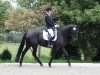 dressage horse Catarus (Hanoverian, 2008, from Catan 12)