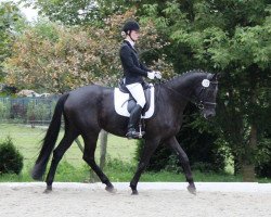 dressage horse Catarus (Hanoverian, 2008, from Catan 12)