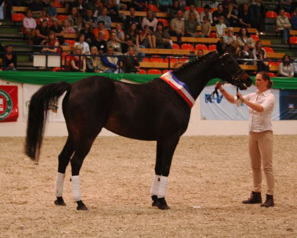 broodmare Venus AA (Anglo-Arabs, 1999, from Zarewitsch xx)