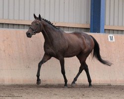 broodmare Doniana xx (Thoroughbred, 2001, from Alkalde xx)